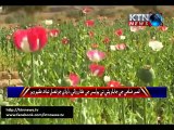 Qambar Police action on opium poppies