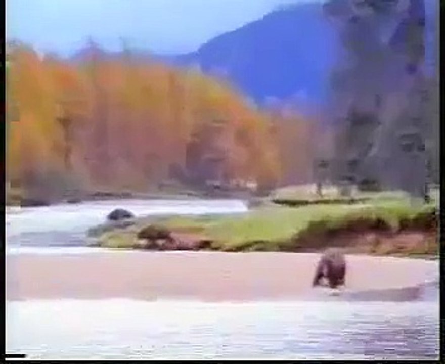 Funny videos - funny clips - bear fight funny as shit