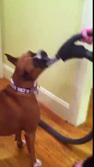 Le chien qui adorait l'aspirateur