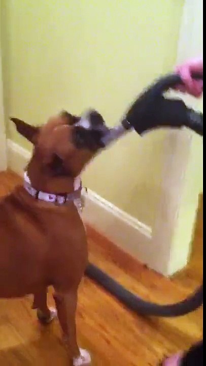 Le chien qui adorait l'aspirateur