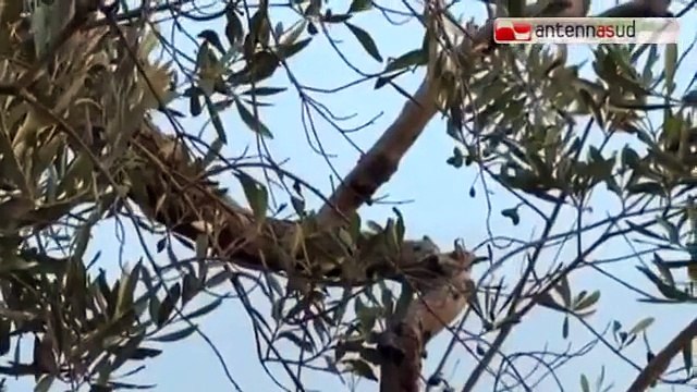 TG 11.03.15 Xylella, al via la terapia salva ulivi