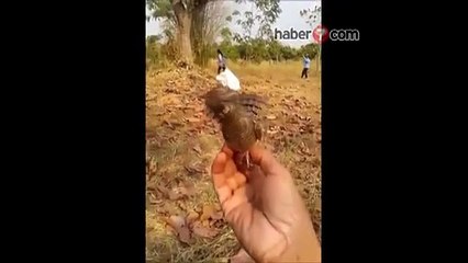 Bu Kuşu Görenler Şaşırıyor