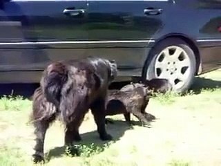 Responsible dog breaks the cat fightMore Amazing Article , Please Visit http...