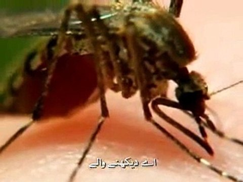 Ya Man Yara (Urdu Subtitles)