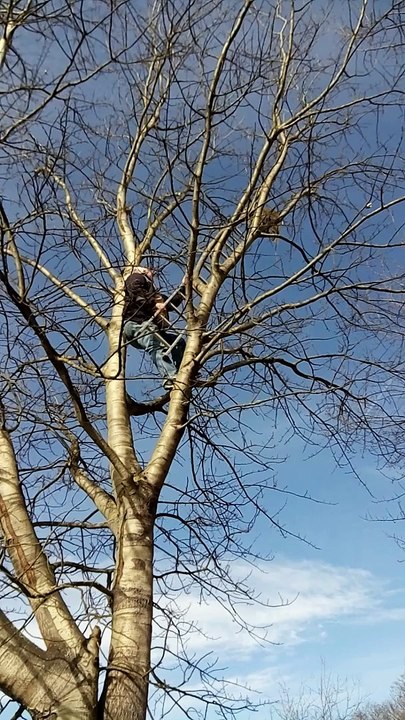 Dieters Donald ruht sich im Baum aus ;)