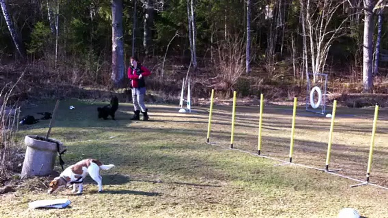 Bengt agility 8 mars 2015