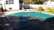 German Shepherd snatches ball from pool cover