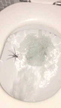 This is why you should always flush before using toilet