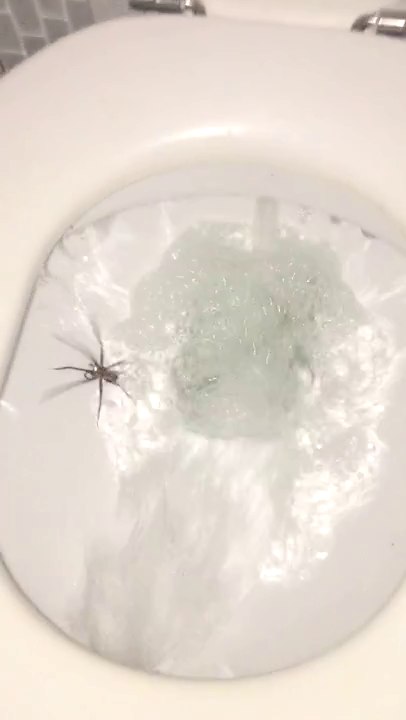 This is why you should always flush before using toilet