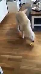 Golden Retriever trying a lemon for the first time