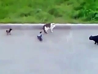 Two crows against to the cat