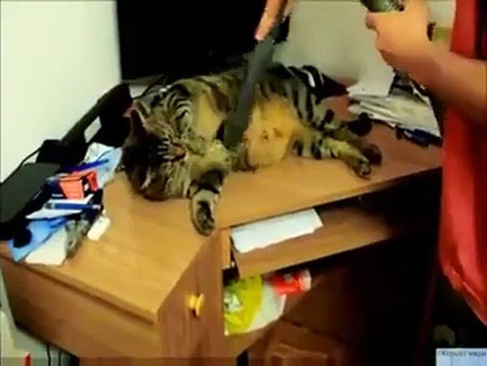 Cat Loves Vacuum Cleaners