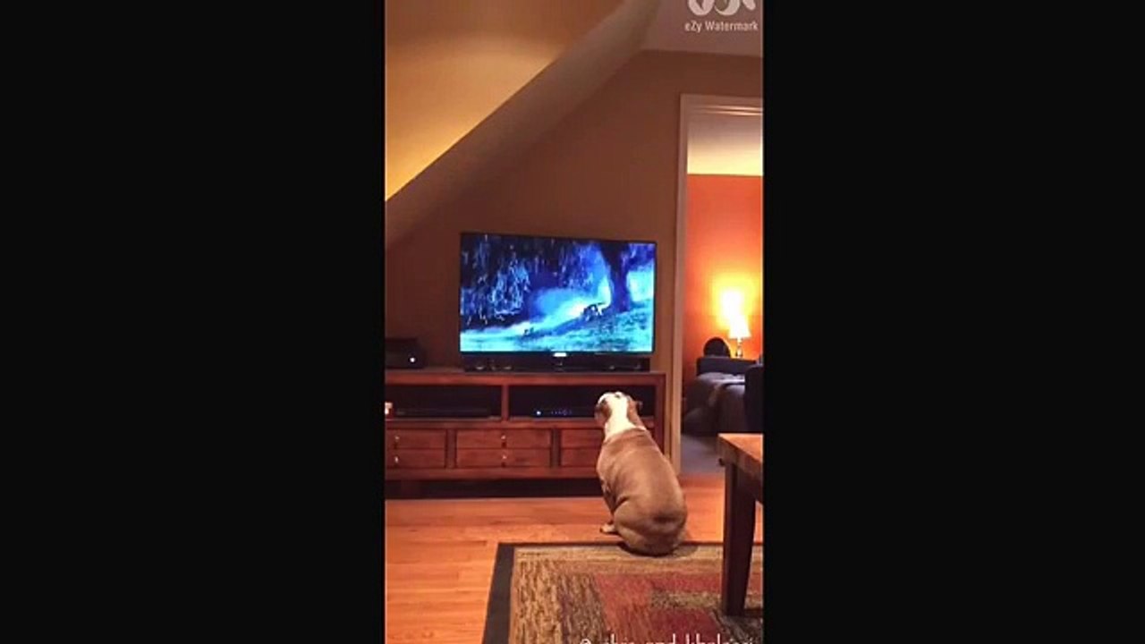 Ce chien devient fou des que cette Pub passe à la TV