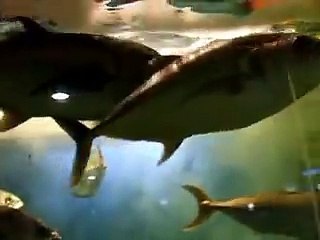 アジやマグロの大群！（水族館、深海、ペット、海、動画、魚、生物）