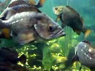 カレイやヒラメ（水族館、深海、ペット、海、動画、魚、生物）