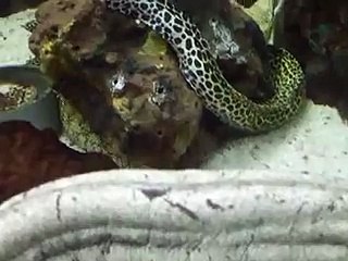 コバンザメ（水族館、深海、ペット、海、動画、魚、生物、サメ）