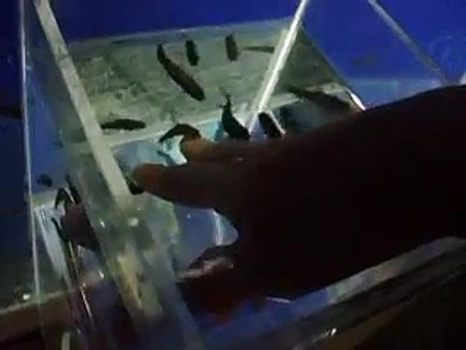 ドクターフィッシュの治療１（深海、ペット、海、動画、魚、生物）
