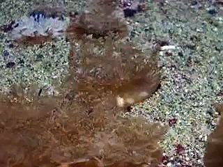 不思議なクラゲ　（水族館、深海、ペット、海、動画、魚、生物）