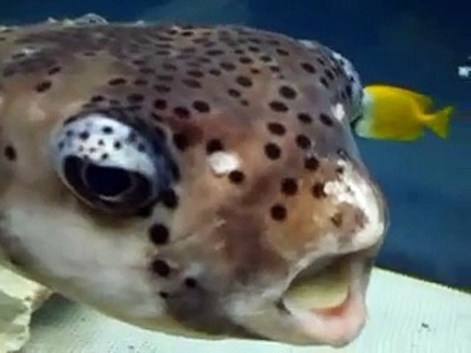 面白いフグの顔　（水族館、深海、ペット、海、動画、魚、生物）