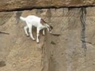 op 12 das cabras de montanha campeãs de escalada
