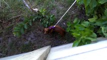 Dog on a string - How to retrieve a ball from the neighbors yard.