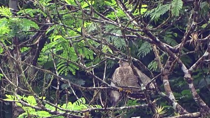 Gavilán Pollero en Costa Rica