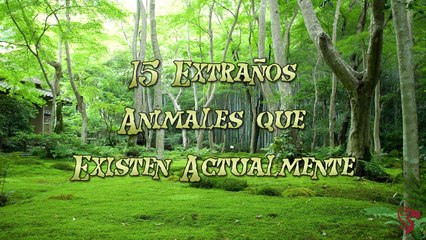 15 Extraños Animales que Existen Actualmente