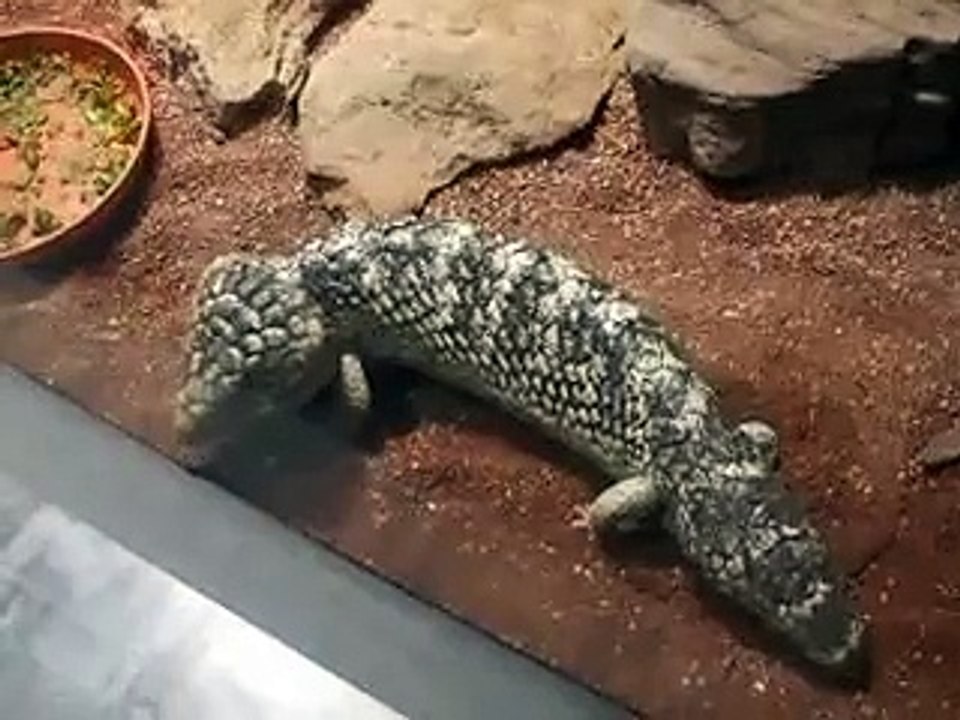 サンドリザード2（動物園、ペット、動画、生物、犬、猫、トカゲ）
