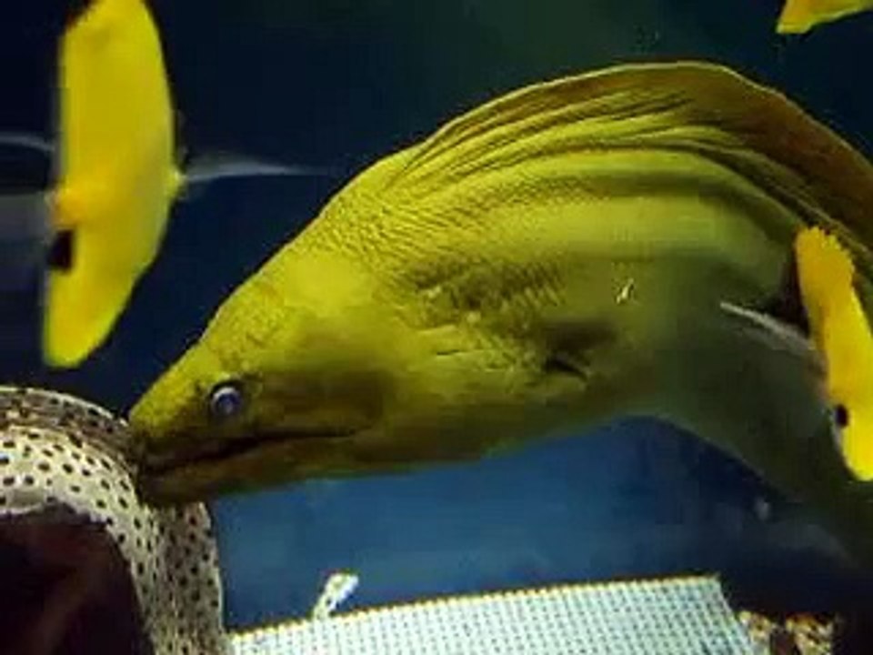 希少な黄色いウツボ（水族館、深海、ペット、海、動画、魚、生物）