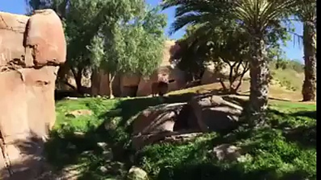 denger lion