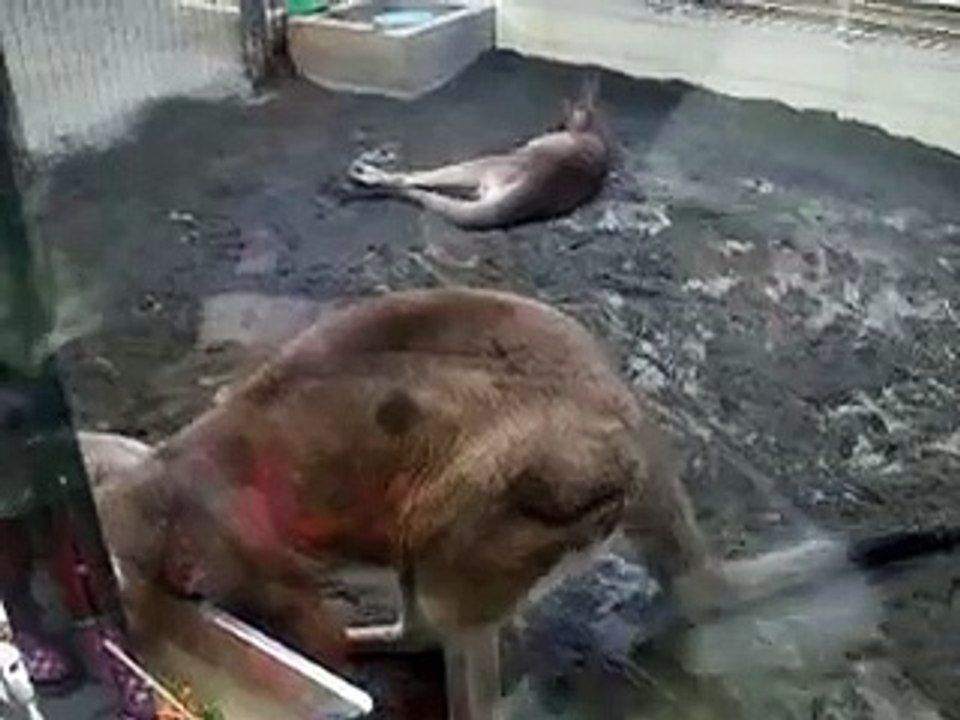 かゆいカンガルー（動物園、ペット、動画、生物、犬、猫、動物）