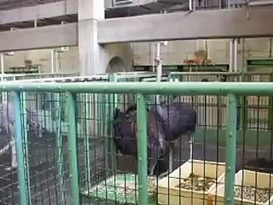 ダチョウ達（動物園、ペット、動画、生物、犬、猫、鳥）