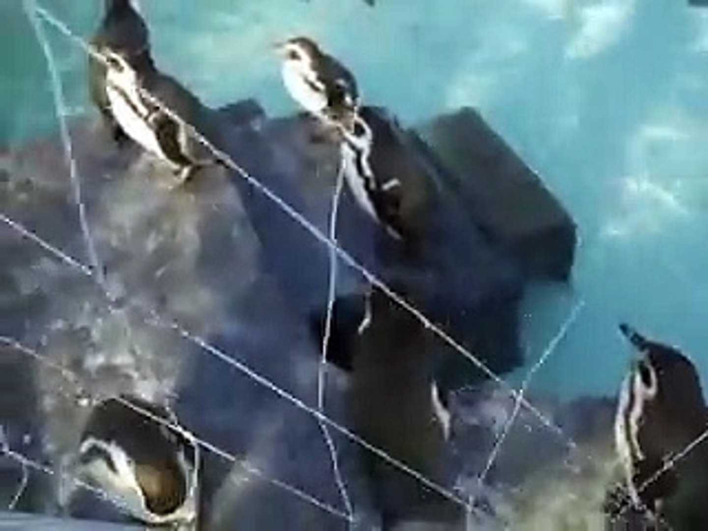 フェアリーペンギン（動物園、ペット、動画、生物、犬、猫、動物）