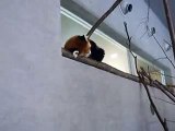 レッサーパンダ（動物園、ペット、動画、生物、犬、猫、動物）