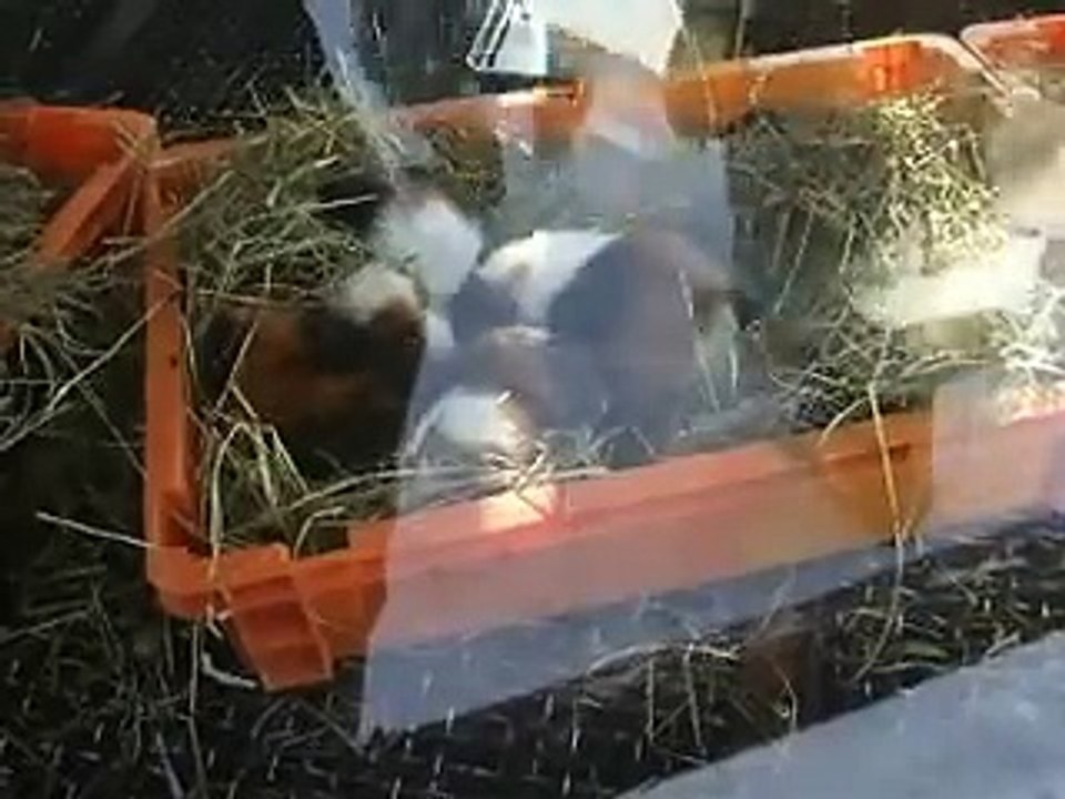 戯れるラット達（動物園、ペット、動画、生物、犬、猫、動物）