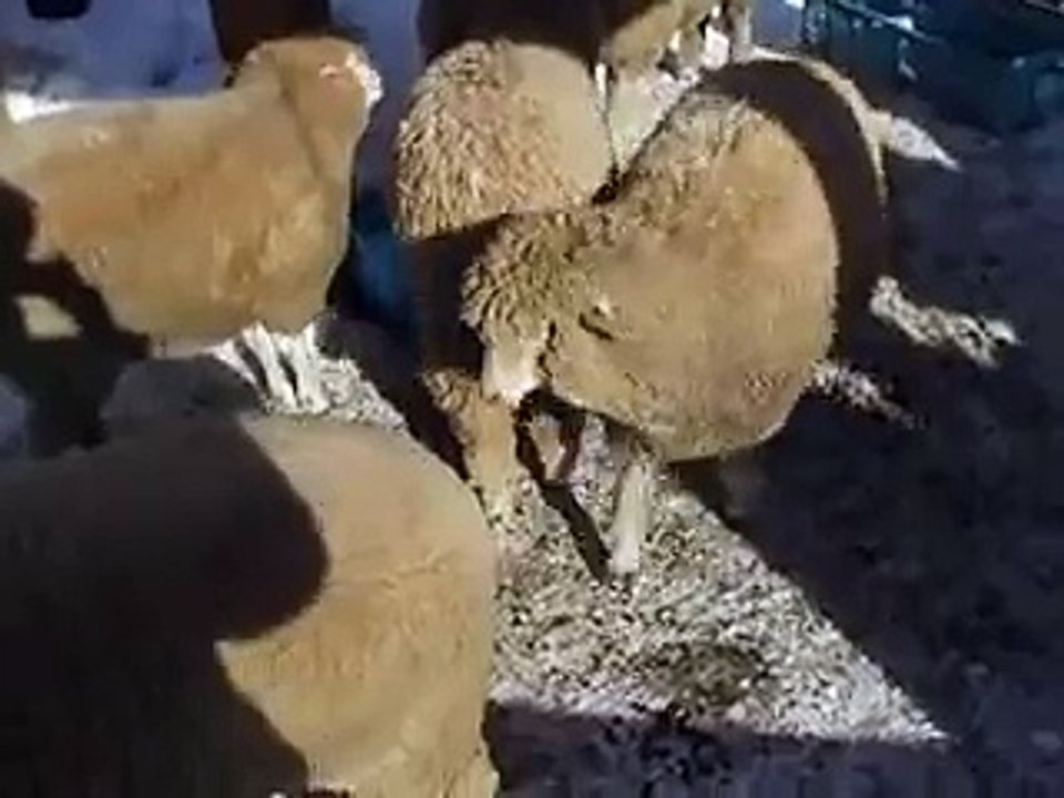 羊の集い（動物園、ペット、動画、生物、犬、猫、動物）