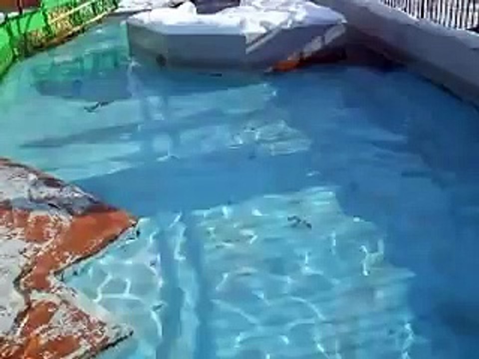 かわいいアザラシ（動物園、ペット、動画、生物、犬、猫、動物）