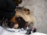 雪の中の タヌキ（動物園、ペット、動画、生物、犬、猫、動物）