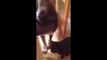 Cat and dog are separated for 10 days, this is what happens when they reunite