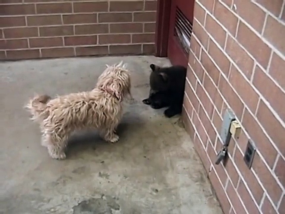 BEAR CUB vs PUPPY - Cute and Funny !