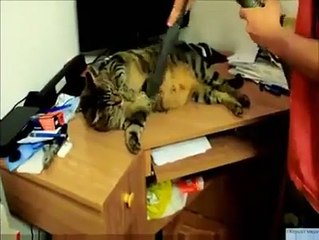 Cat Loves Vacuum Cleaners