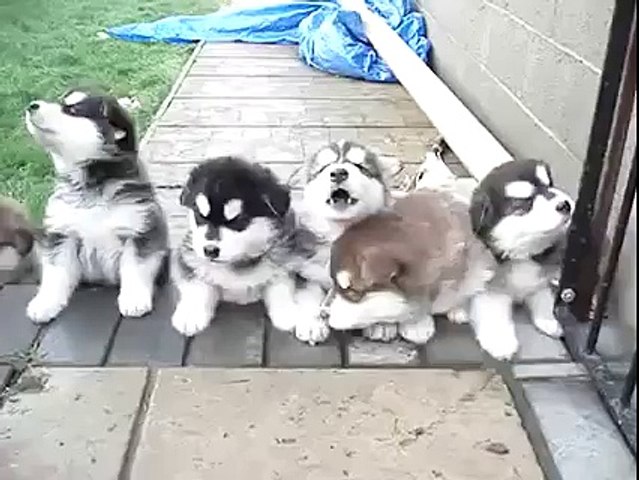 Fluffy siberian hot sale husky puppies