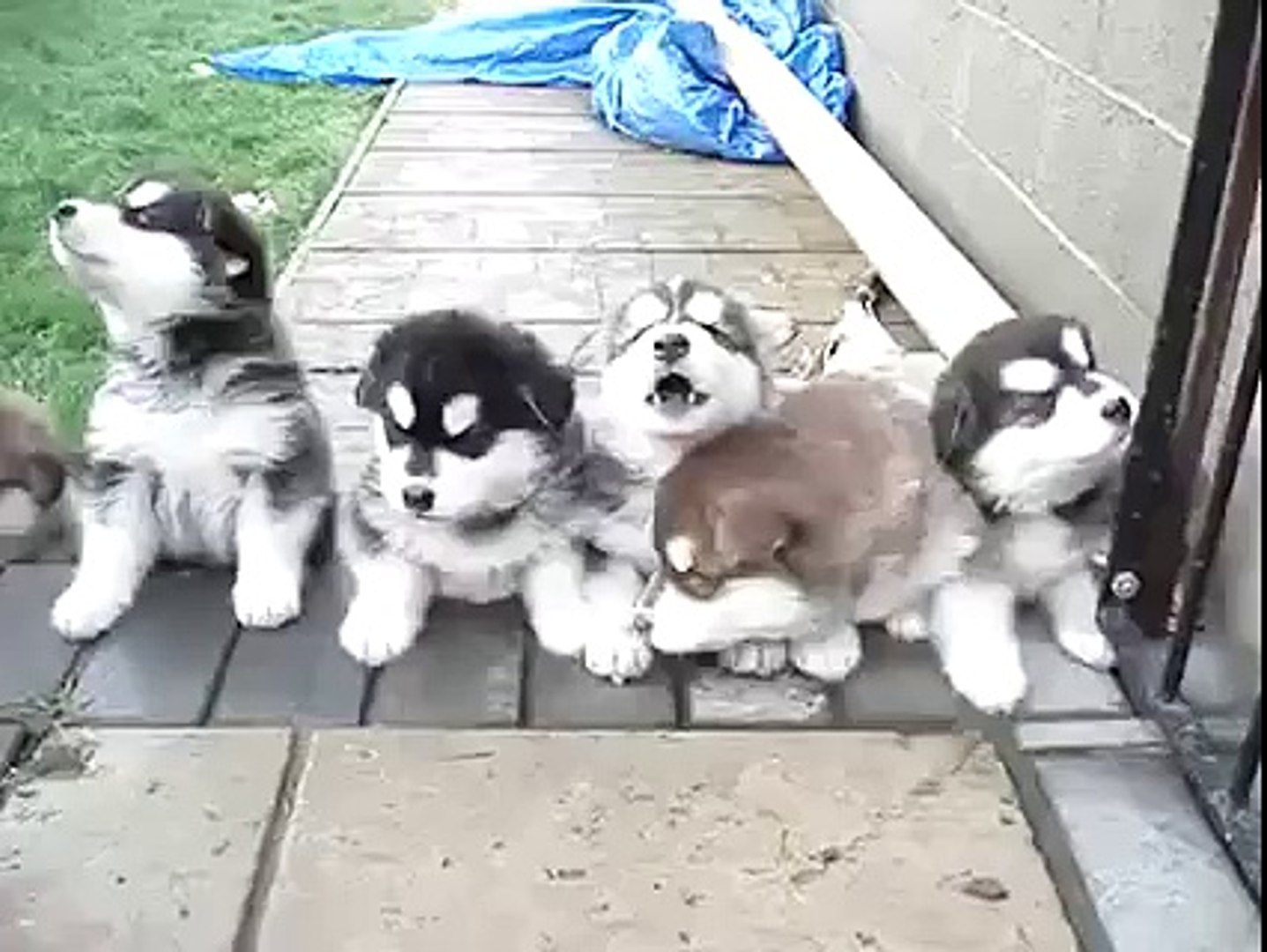 Fluffy husky puppies howling away! SO CUTE!, image size:1437x1080