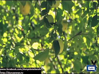 Apple juice better cure for cancer than chemotherapy - Chinese Experts