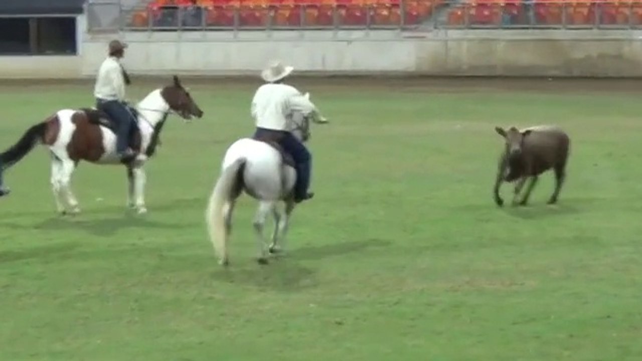 Sydney Easter Show 3 of 3, 13 Apr 2014