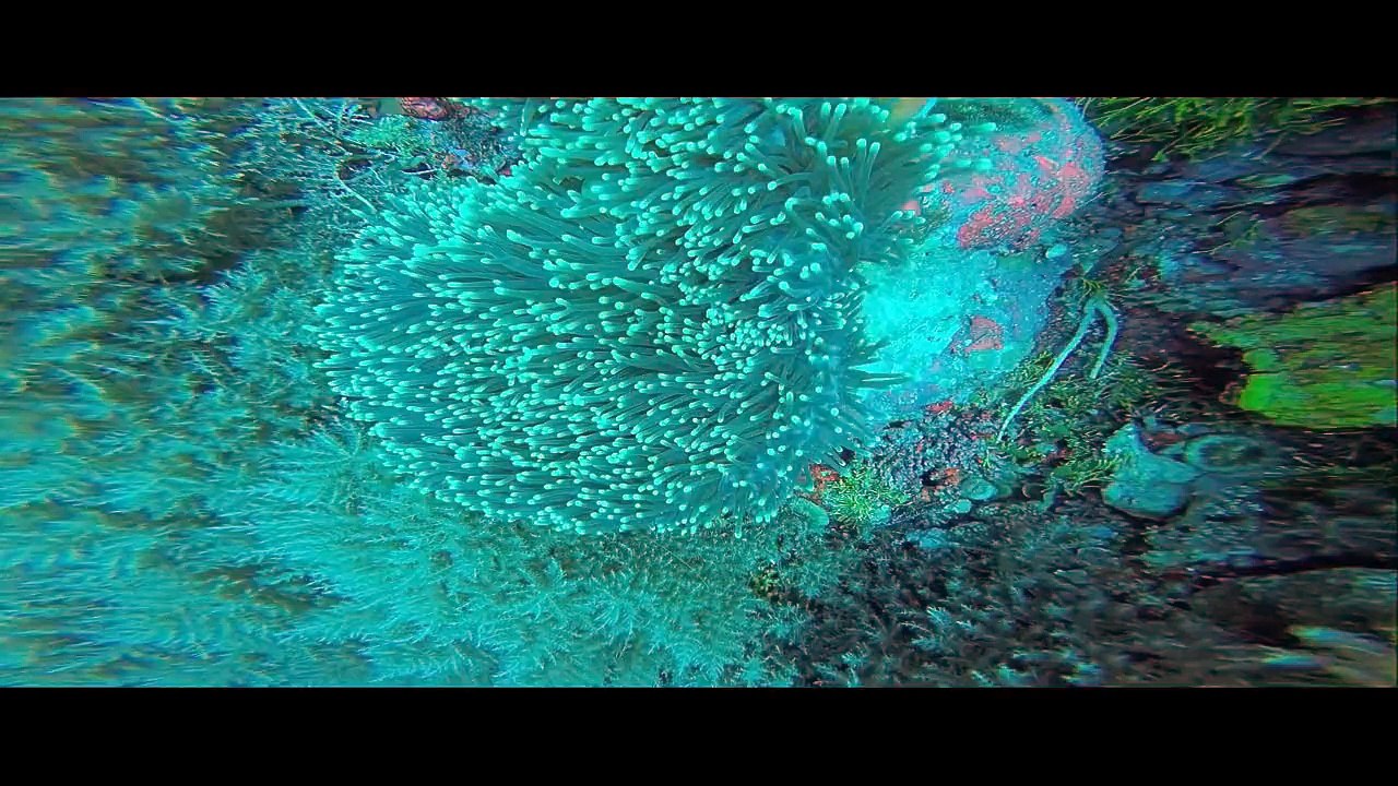 first PLAU scuba diving
