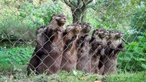 So cute baby otters going crazy at lunch time! Hilarious