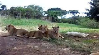 OMG - How Can A Lion Do That
