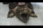 This Snapping Turtle is so strong ! Pineapple VS Turtle
