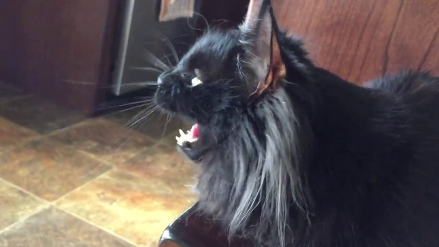 Ce chat devient fou en voyant des oiseaux dehors!